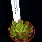 Echeveria x Cremnophila (Cremneria) 'Chubbs'